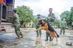 Chuyện về những chú chó nghiệp vụ trong vụ giải cứu sạt lở đất ở Trà Leng