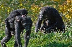 Giống cái quyết định quá trình hình thành loài người