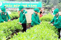 HTX chè Hảo Đạt: Chất lượng làm nên thương hiệu