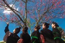 Giới trẻ phát cuồng với 'rừng hoa xuân' trên đỉnh Fansipan