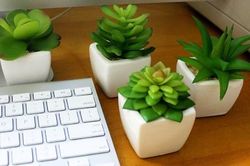 Mẫu cây nhỏ để bàn đem lại sức khỏe cho dân văn phòng