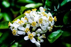 Tử vi ngày 2/3/2021 của 12 cung hoàng đạo: Song Ngư tài chính dư dả