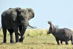 Hà mã hiên ngang đối đầu với voi