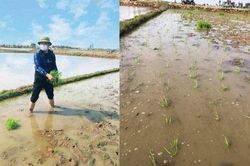 Lần đầu đi cấy lúa cho bố mẹ vợ, chàng trai khiến dân mạng cười đau bụng