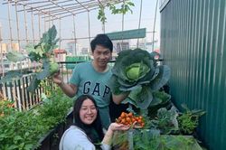 Ca sĩ Trọng Tấn và con gái thu hoạch rau trồng trên tầng thượng