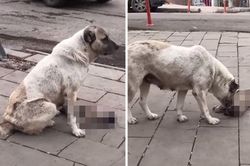 Tận mắt nhìn thấy con bị xe tông chết, chó mẹ làm hành động này khiến ai cũng rơi nước mắt