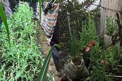 2 anh em trồng gần 350 cây thuốc phiện trong vườn nhà