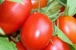 Cà chua dù có thích mê cũng cần tuyệt đối tránh những điều này khi ăn