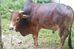 Vào rừng tìm hoa chuối, 4 người đàn ông trộm bò xẻ thịt