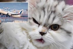 Máy bay quay đầu vì mèo chui vào buồng lái, tấn công phi công