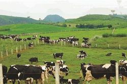 Nâng mức xử lý vi phạm quy định về chất thải chăn nuôi