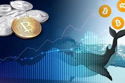 Các nhà đầu tư 'cá mập' Bitcoin có khả năng thao túng thị trường thế nào?