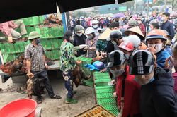 Người dân Hà Nội xếp hàng 'rồng rắn' giải cứu gà đồi Chí Linh