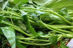Mắc những bệnh này cấm kỵ ăn rau muống vì cực kỳ độc