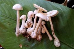 Ăn 10 cây nấm trắng, gia đình 4 người bị ngộ độc nặng phải nhập viện khẩn cấp