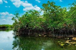 Quảng Ninh phát triển rừng ngập mặn, đầu tư thủy lợi ứng phó với biến đổi khí hậu