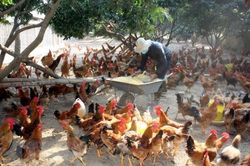Đề cao cảnh giác nhiễm cúm A(H5N8) từ gia cầm sang người