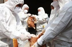 Tổ chức Y tế Thế giới cảnh báo khi virus H5N8 đã lây từ gà sang người: Nguy hiểm thế nào?