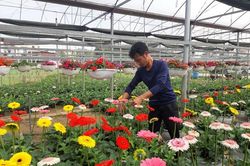 Mở rộng vùng hoa chất lượng cao