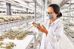 Phát triển nông nghiệp theo hướng nông nghiệp đô thị