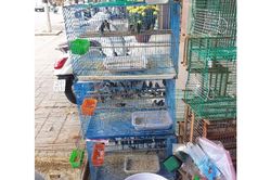 Chim trời mà biết... nói năng (!?)
