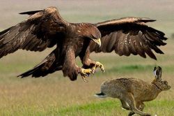 Bí mật về loài chim ăn thịt khổng lồ phải 'lột xác' để sống dai hơn