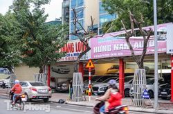 Số phận 7 cây sưa 'bạc tỷ' chết khô trên đường Nguyễn Văn Huyên ra sao?