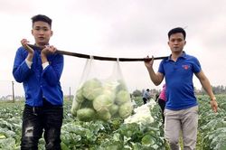 Đoàn thanh niên giải cứu hàng tấn rau xanh cho người dân huyện Diễn Châu