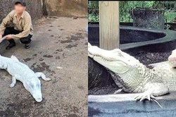 Sự thật về con cá sấu bạch tạng quý hiếm dưới hồ nước tại Việt Nam