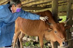 Khẩn trương tổ chức tiêm phòng vaccine phòng bệnh viêm da nổi cục ở trâu, bò