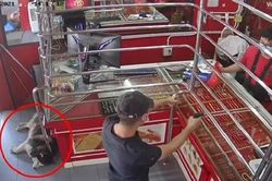 Clip: Tiệm vàng bị cướp, 'vệ sĩ' chó vẫn ngủ lăn quay