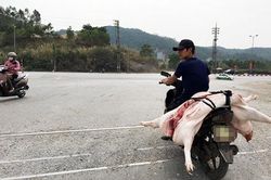 Kiểm soát chặt hoạt động buôn bán, vận chuyển, giết mổ lợn không rõ nguồn gốc