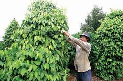 Giá tiêu hôm nay 5/3: Bất ngờ tăng sốc, chạm mốc 60.000 đồng/kg