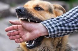 Bé trai hơn 4 tuổi bị chó nhà cắn tổn thương nặng vùng đầu