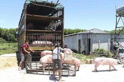 Xử lý nghiêm hoạt động buôn bán, vận chuyển lợn, sản phẩm từ lợn không rõ nguồn gốc