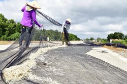 Trúng đậm mùa ruốc biển, ngư dân kiếm tiền triệu mỗi ngày