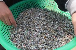 Quảng Ngãi: Người dân cào ốc gạo kiếm tiền triệu mỗi ngày