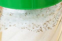 'Điên tiết' vì kiến bâu đầy lọ đường, hãy dùng ngay 4 cách cực hay này để đuổi chúng đi