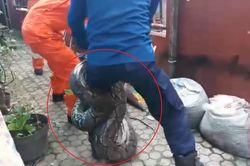 Bắt được trăn nặng 60 kg trong chuồng gà ở Indonesia