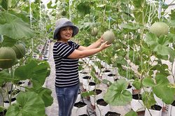 Trà Vinh ứng dụng khoa học - công nghệ trong nông nghiệp