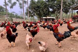 WHO cảnh báo cúm gia cầm H5N8 lây sang người ở Việt Nam