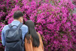 Cây hoa giấy 'hot' nhất Quảng Ninh được giới trẻ săn đón