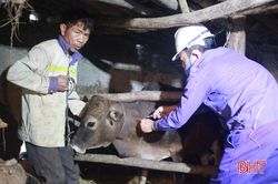 Can Lộc tiêm 10 ngàn liều vắc-xin phòng bệnh viêm da nổi cục trên trâu, bò
