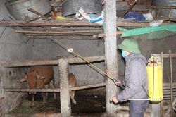 Xuất hiện bệnh lạ trên gia súc khiến người dân lo lắng