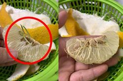 Bổ quả bưởi bỏ quên dưới gầm giường, người đàn ông ngỡ ngàng phát hiện điều kỳ lạ bên trong