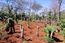Hai anh em ruột trồng cần sa trong rẫy cà phê