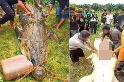 Mổ bụng cá sấu khổng lồ, tìm thấy thi thế bé trai còn nguyên vẹn