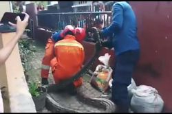 Bắt trăn nặng 60kg trong chuồng gà