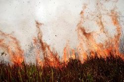 Hai phần ba rừng nhiệt đới toàn cầu đã bị phá hủy hoặc suy thoái