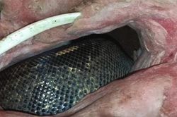 Con trai nghe âm thanh lạ từ gác xép, bố tìm hiểu thì hãi hùng phát hiện 'kẻ đột nhập', chung sống với Tử thần nhiều năm mà không hề hay biết